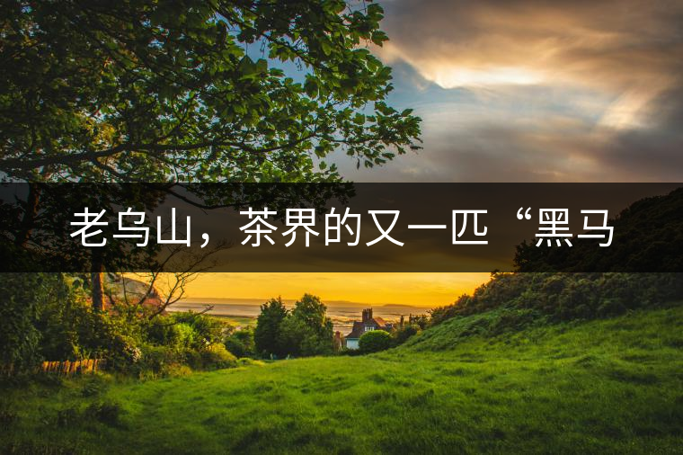 老烏山，茶界的又一匹“黑馬