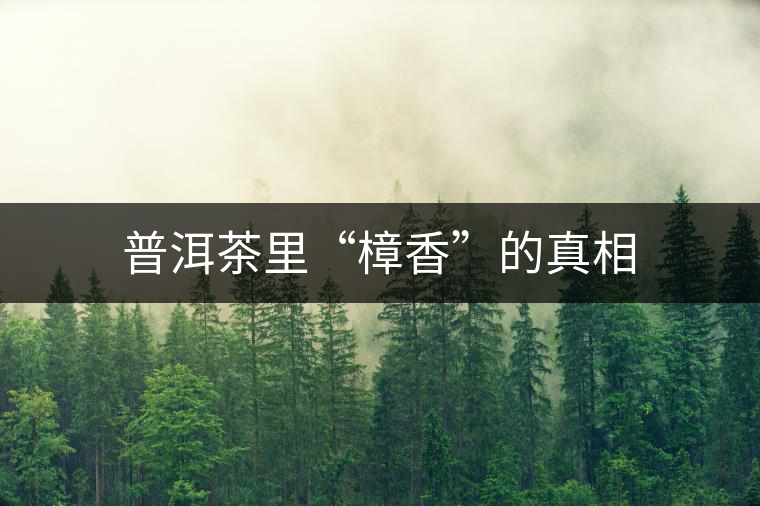 普洱茶里“樟香”的真相