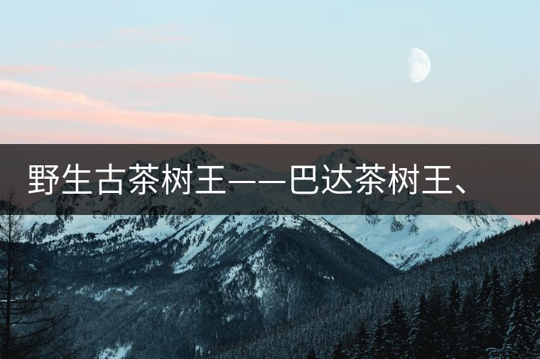 野生古茶樹王——巴達茶樹王、千家寨茶樹王及錦繡茶祖