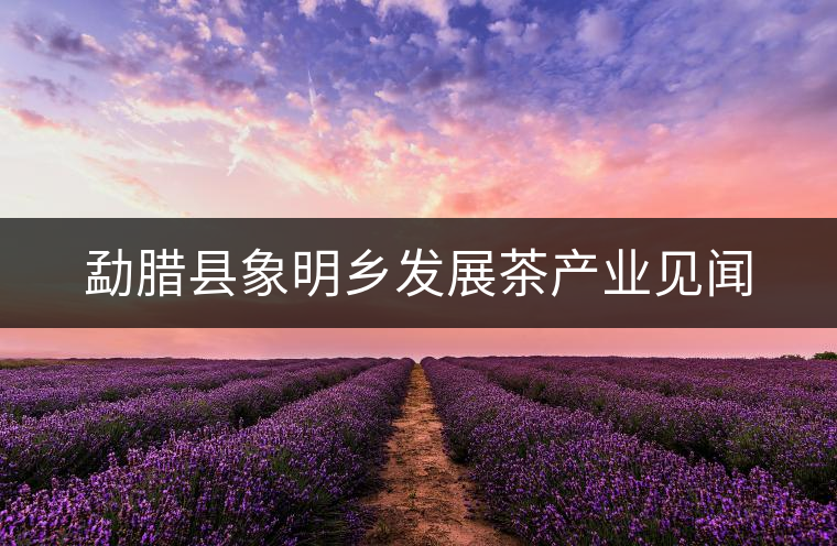 勐臘縣象明鄉(xiāng)發(fā)展茶產(chǎn)業(yè)見(jiàn)聞 勐臘縣象明鄉(xiāng)發(fā)展茶產(chǎn)業(yè)見(jiàn)聞