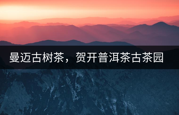 曼邁古樹茶，賀開普洱茶古茶園的華彩綻放