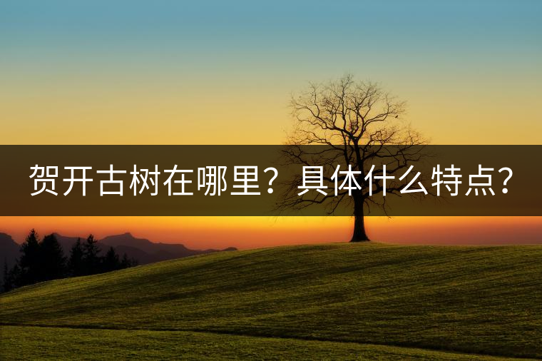賀開(kāi)古樹(shù)在哪里？具體什么特點(diǎn)？