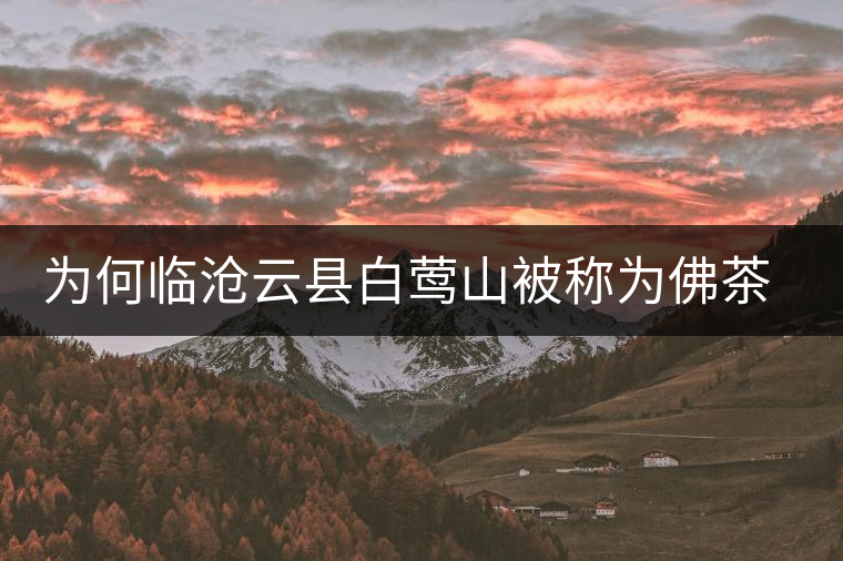 為何臨滄云縣白鶯山被稱(chēng)為佛茶圣地？