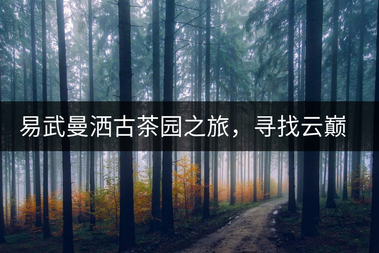 易武曼灑古茶園之旅，尋找云巔上的好茶