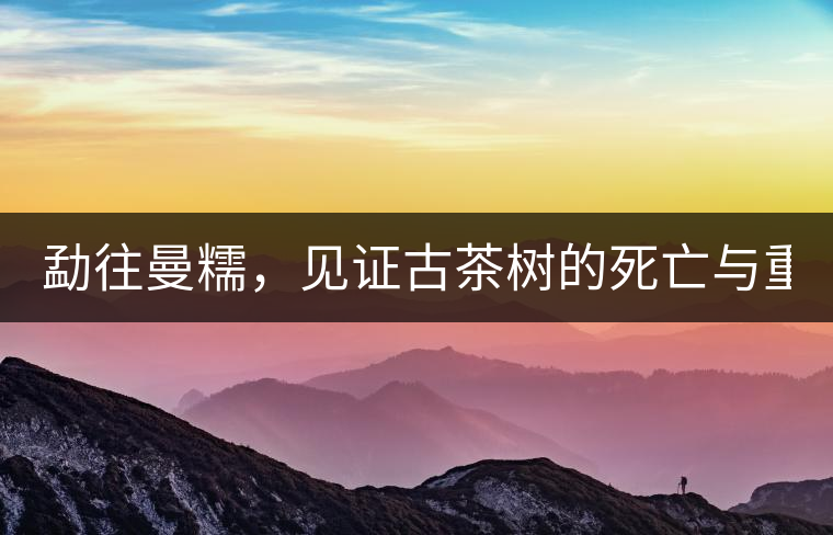 勐往曼糯，見(jiàn)證古茶樹的死亡與重生（上）
