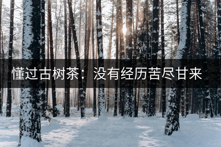 懂過古樹茶：沒有經(jīng)歷苦盡甘來的人，不足以談懂過