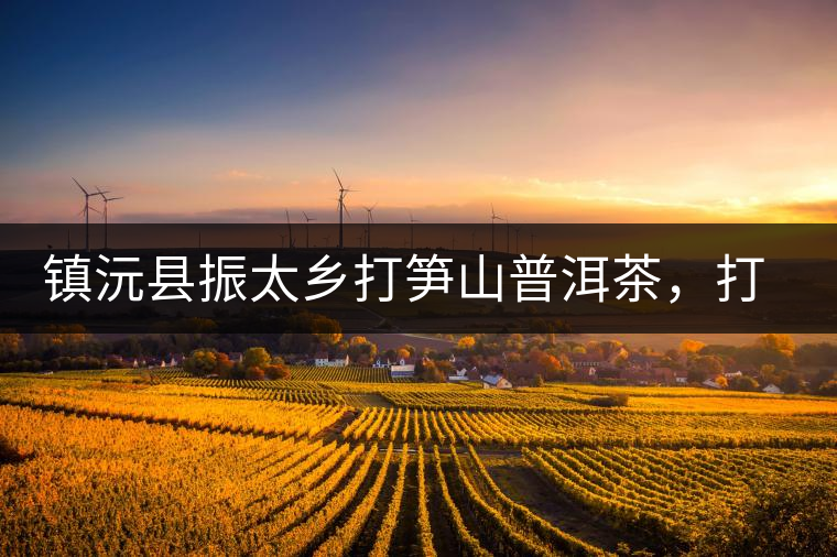 鎮(zhèn)沅縣振太鄉(xiāng)打筍山普洱茶，打筍山古樹茶口感特點(diǎn)