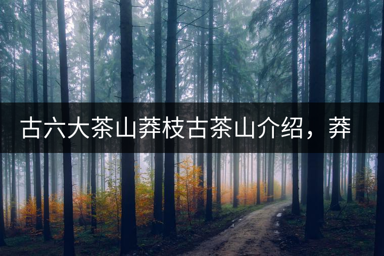 古六大茶山莽枝古茶山介紹，莽枝古樹(shù)茶口感特點(diǎn)