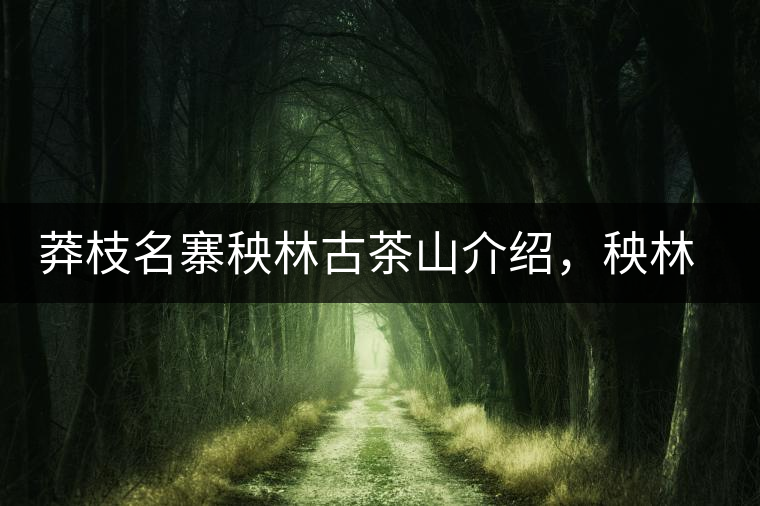 莽枝名寨秧林古茶山介紹，秧林古樹茶口感特點(diǎn)