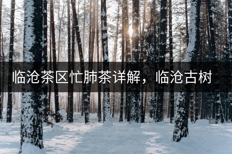 臨滄茶區(qū)忙肺茶詳解，臨滄古樹茶口感特點