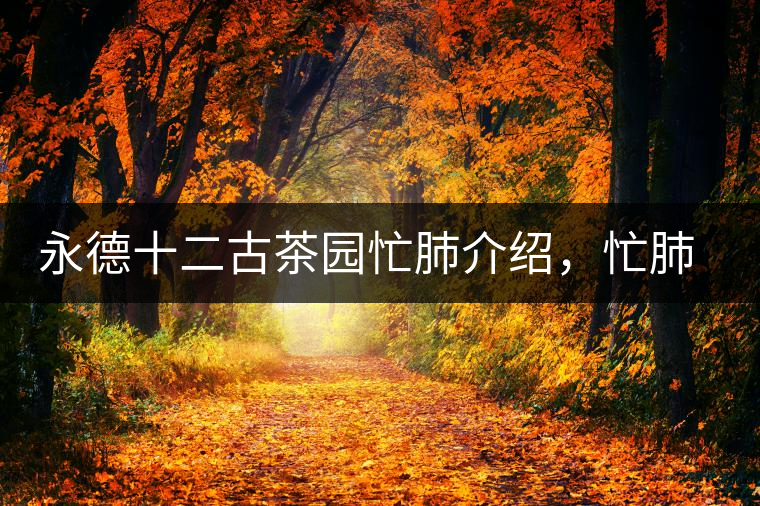 永德十二古茶園忙肺介紹，忙肺茶特點