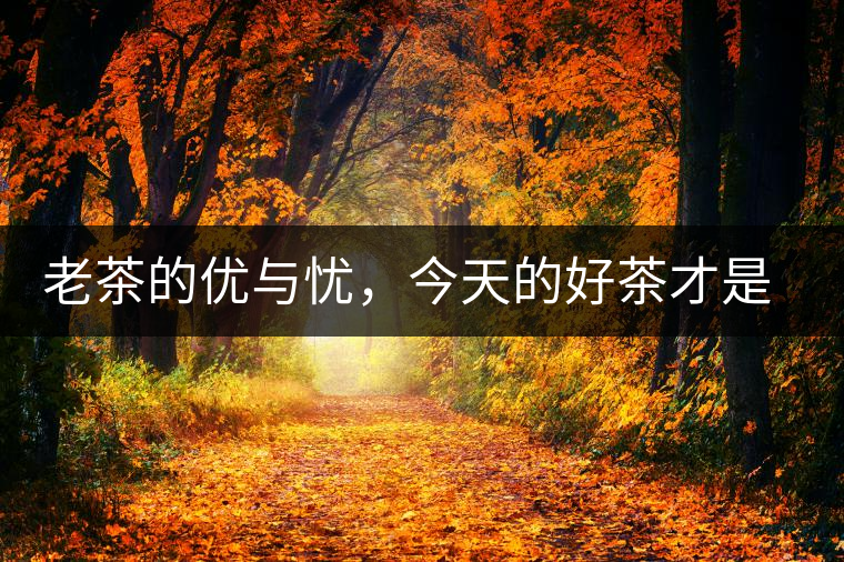 老茶的優(yōu)與憂，今天的好茶才是將來真正的老茶