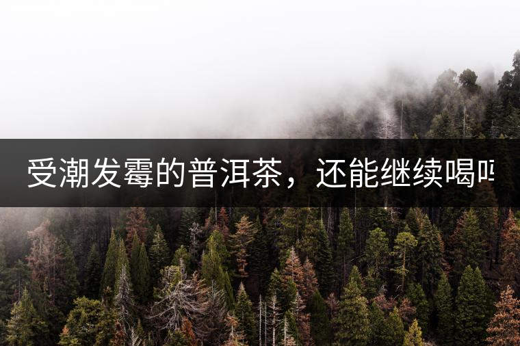 受潮發(fā)霉的普洱茶，還能繼續(xù)喝嗎？