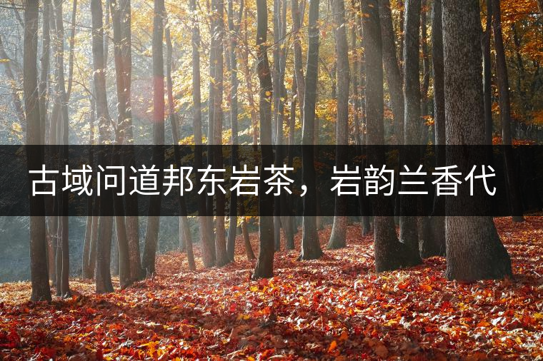 古域問道邦東巖茶，巖韻蘭香代表邦東古樹茶特點