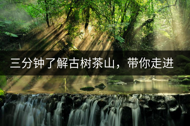 三分鐘了解古樹(shù)茶山，帶你走進(jìn)易武大漆樹(shù)古樹(shù)茶