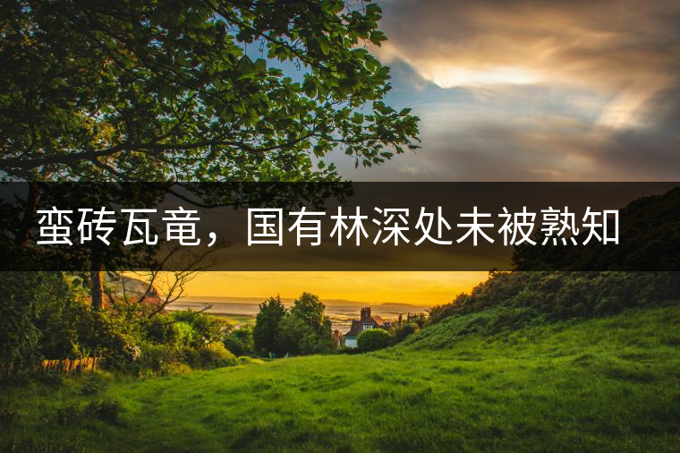 蠻磚瓦竜，國有林深處未被熟知的山頭