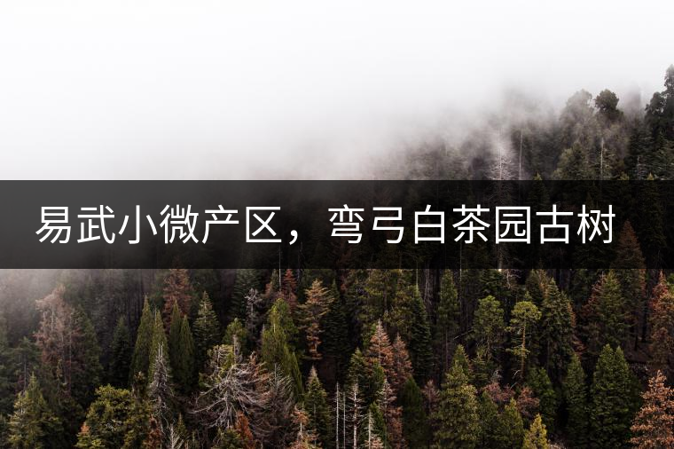 易武小微產(chǎn)區(qū)，彎弓白茶園古樹茶介紹