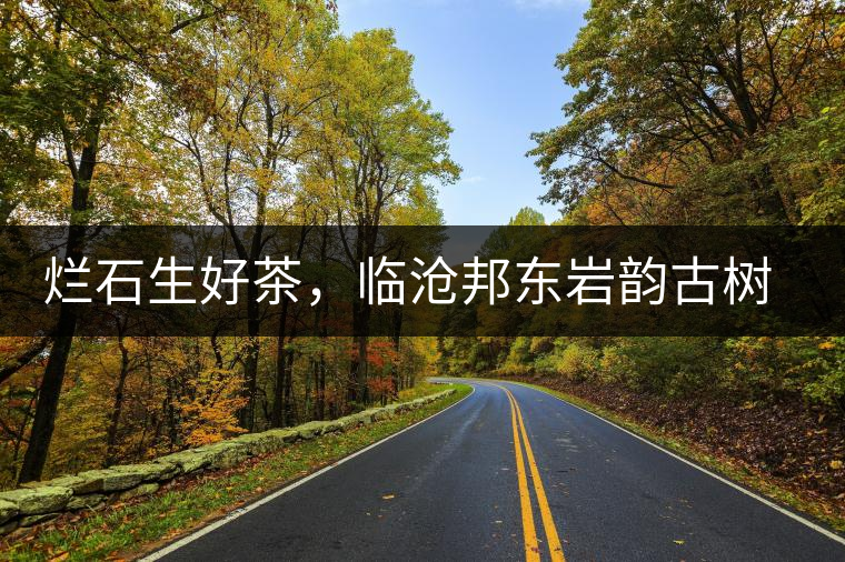 爛石生好茶，臨滄邦東巖韻古樹普洱茶