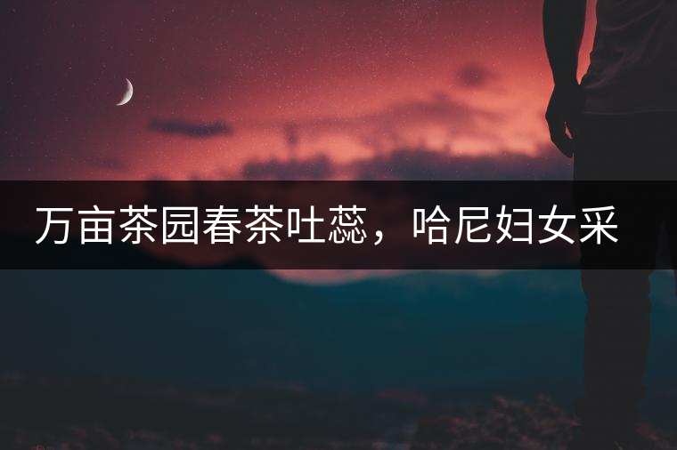 萬(wàn)畝茶園春茶吐蕊，哈尼婦女采茶忙