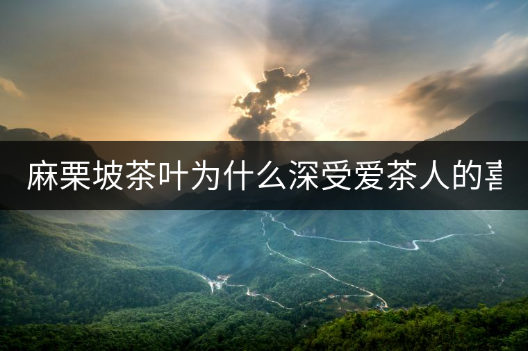 麻栗坡茶葉為什么深受愛茶人的喜愛？