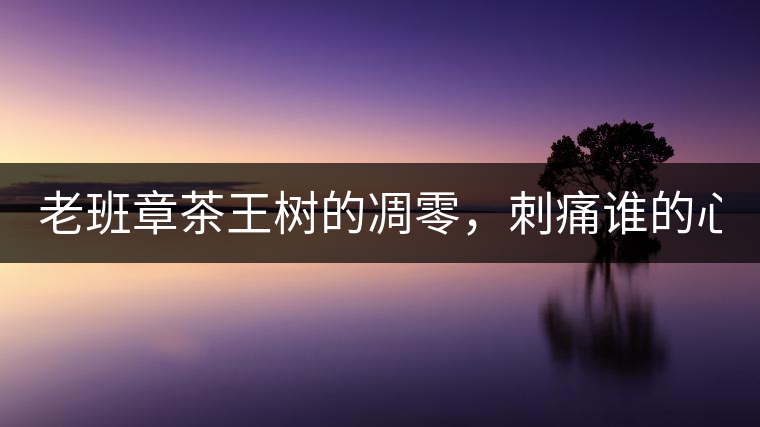 老班章茶王樹的凋零，刺痛誰的心？