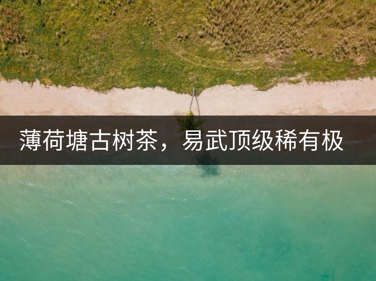 薄荷塘古樹茶，易武頂級稀有極品