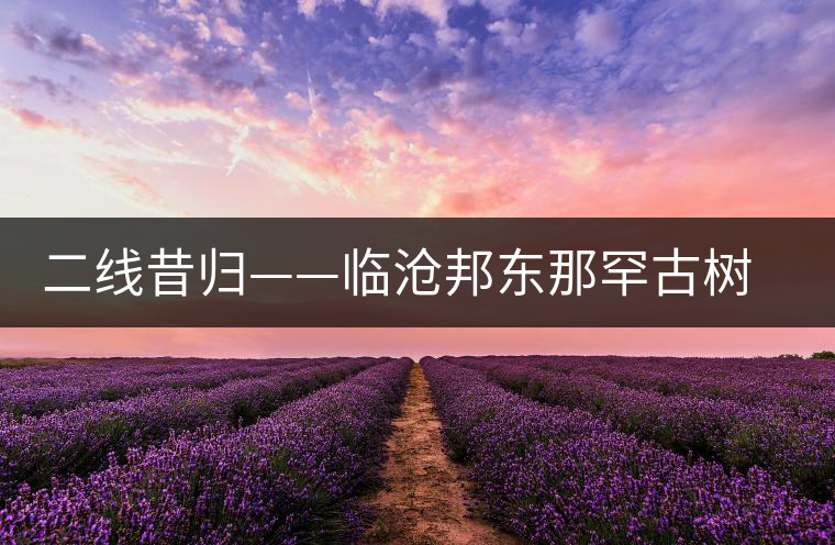 二線昔歸——臨滄邦東那罕古樹(shù)茶