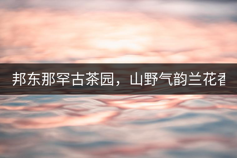 邦東那罕古茶園，山野氣韻蘭花香！