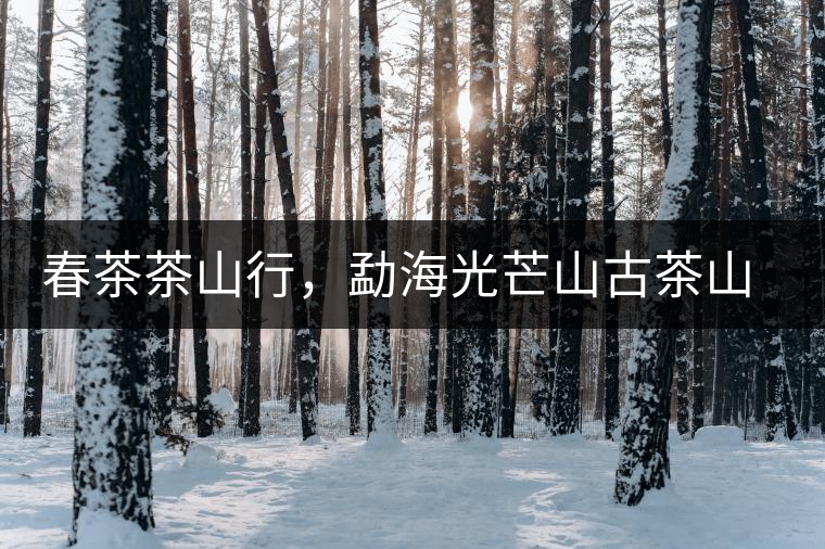 春茶茶山行，勐海光芒山古茶山你去過(guò)嗎？