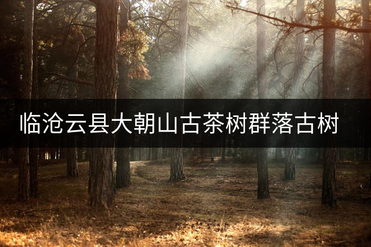 臨滄云縣大朝山古茶樹群落古樹茶特點介紹 臨滄云縣大朝山古茶樹群落古樹茶特點介紹