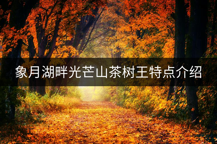 象月湖畔光芒山茶樹王特點介紹 象月湖畔光芒山茶樹王特點介紹