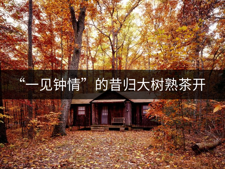 “一見(jiàn)鐘情”的昔歸大樹(shù)熟茶開(kāi)湯品鑒報(bào)告