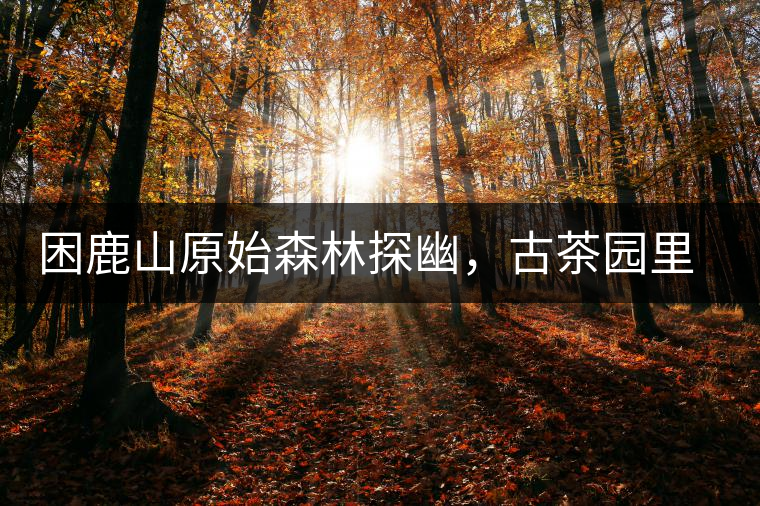 困鹿山原始森林探幽，古茶園里的優(yōu)美景色