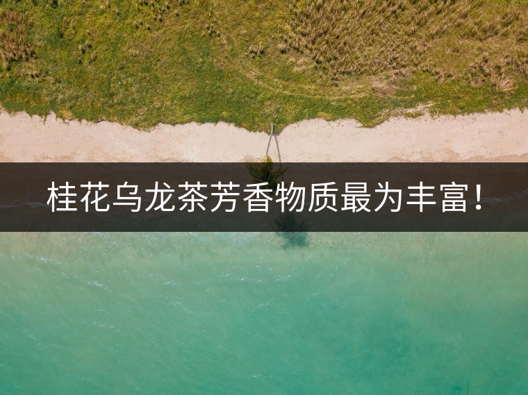 桂花烏龍茶芳香物質(zhì)最為豐富！