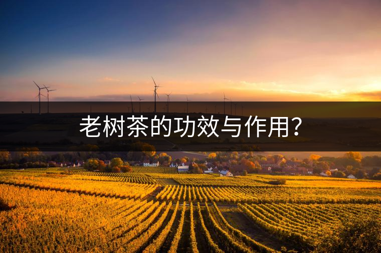 老樹茶的功效與作用？