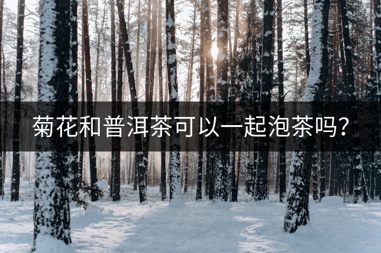 菊花和普洱茶可以一起泡茶嗎？