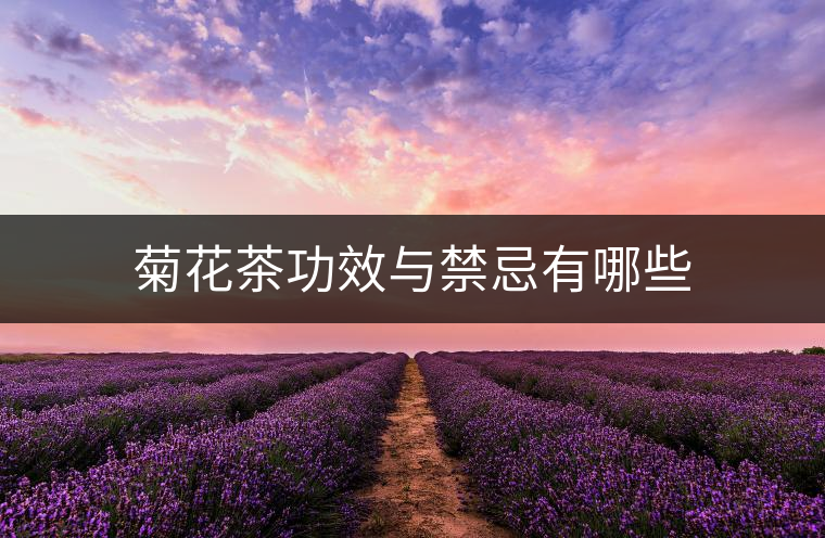 菊花茶功效與禁忌有哪些 菊花茶功效與禁忌有哪些