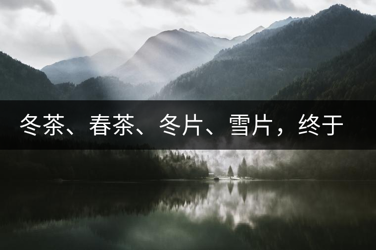冬茶、春茶、冬片、雪片，終于分清楚了