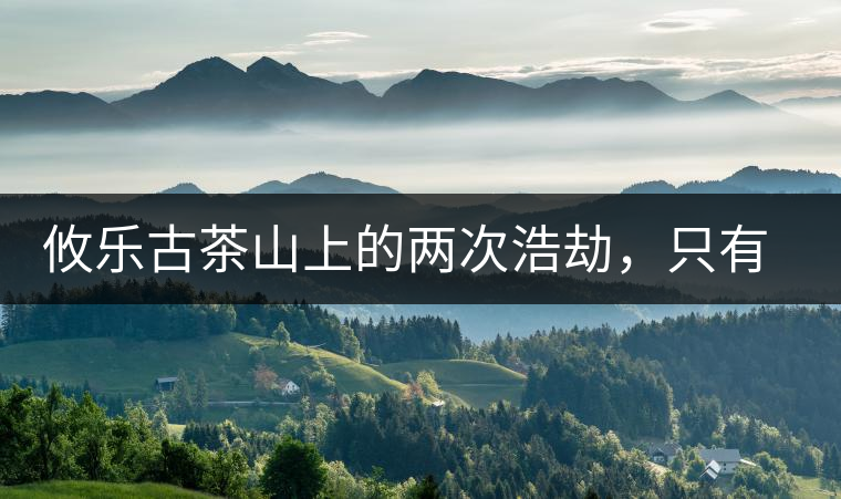 攸樂古茶山上的兩次浩劫，只有絕少部分的茶人解內(nèi)情