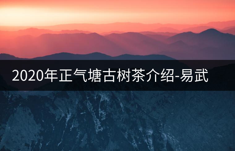 2020年正氣塘古樹茶介紹-易武中聘號