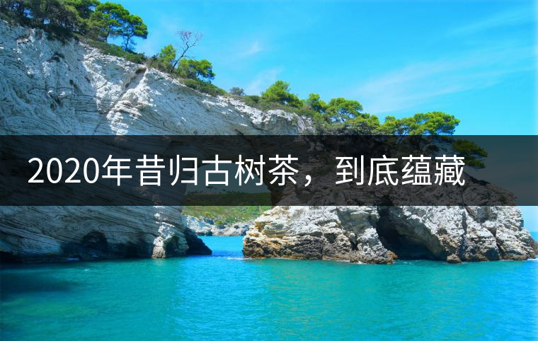 2020年昔歸古樹茶，到底蘊(yùn)藏著五個怎樣的“秘密”？-易武中聘號