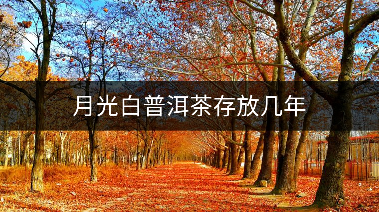 月光白普洱茶存放幾年