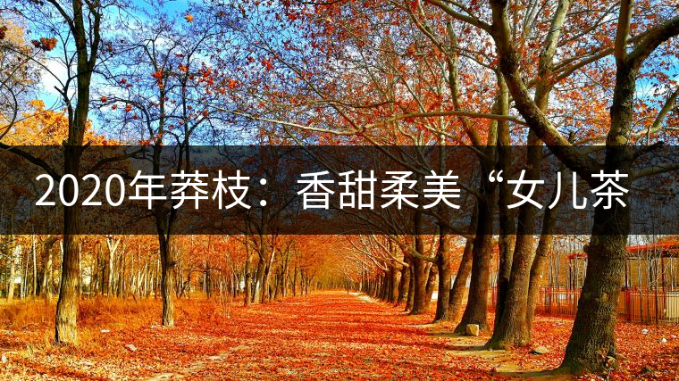 2020年莽枝：香甜柔美“女兒茶”-易武中聘號