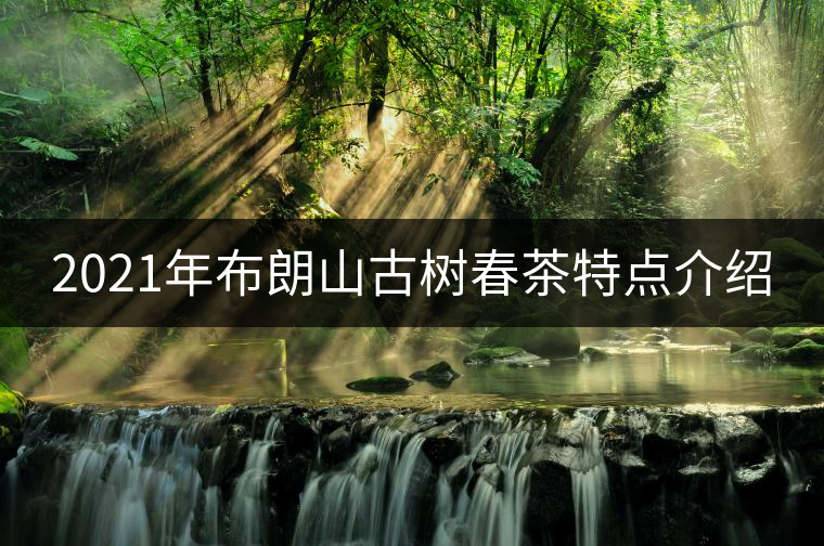 2021年布朗山古樹春茶特點(diǎn)介紹