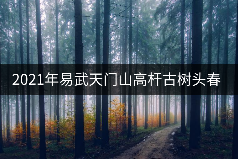 2021年易武天門山高桿古樹頭春多少錢一公斤？