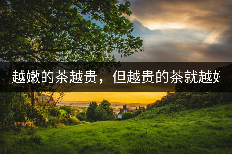 越嫩的茶越貴，但越貴的茶就越好嗎？