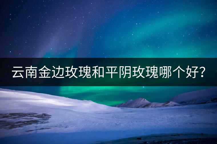 云南金邊玫瑰和平陰玫瑰哪個(gè)好？