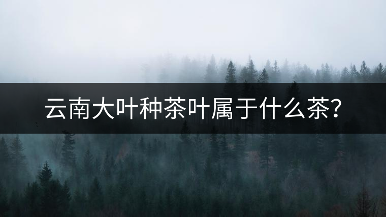 云南大葉種茶葉屬于什么茶？