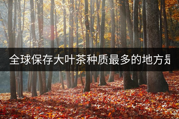 全球保存大葉茶種質(zhì)最多的地方是哪？