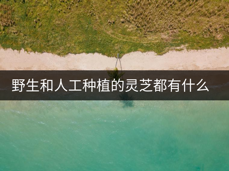 野生和人工種植的靈芝都有什么區(qū)別？